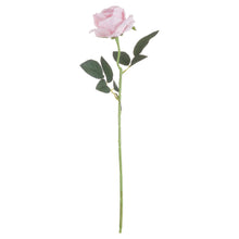 Load image into Gallery viewer, Pastel Pink Tea Rose
