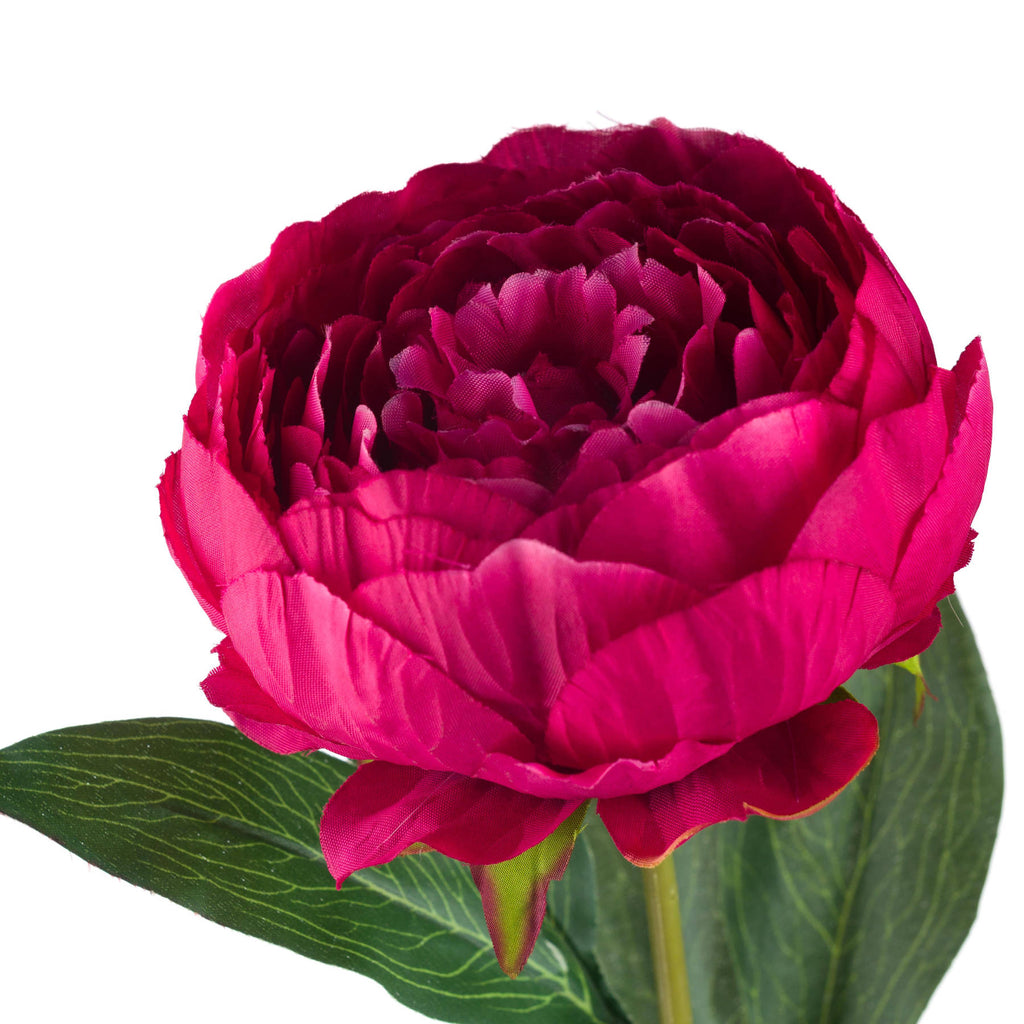 Cerise Peony