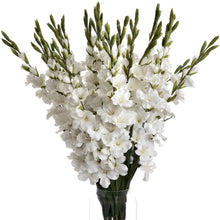 Load image into Gallery viewer, White Gladioli
