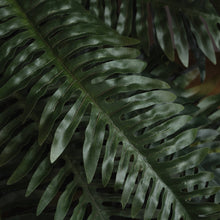 Load image into Gallery viewer, Fern Bunch
