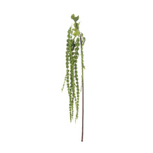 Load image into Gallery viewer, Green Amaranthus

