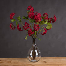 Load image into Gallery viewer, Red Autumnal Viburnum
