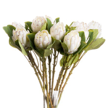 Load image into Gallery viewer, Closed White Protea
