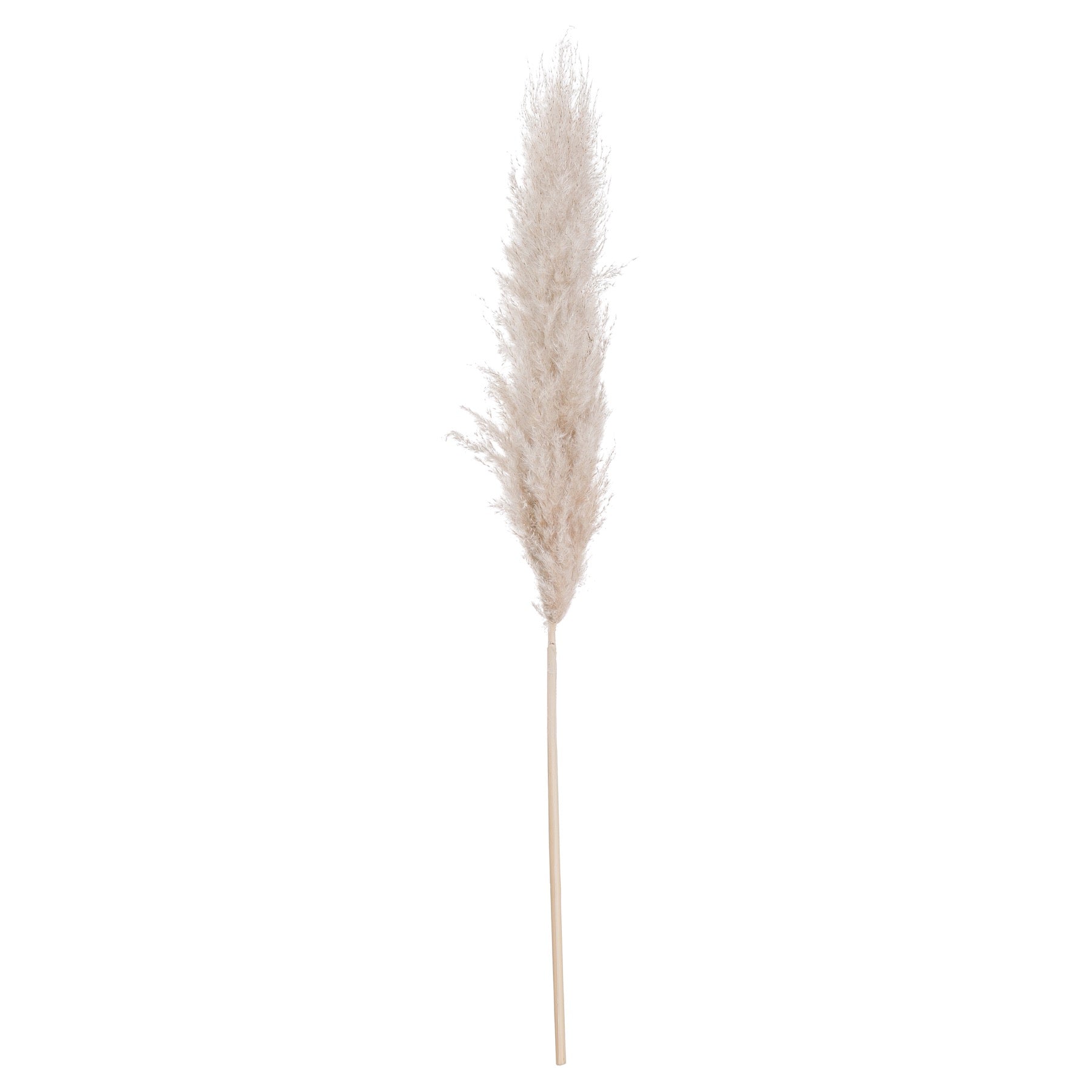 Pampas Grass - Available in Cream or Butter