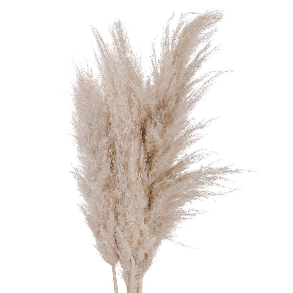 Pampas Grass - Available in Cream or Butter