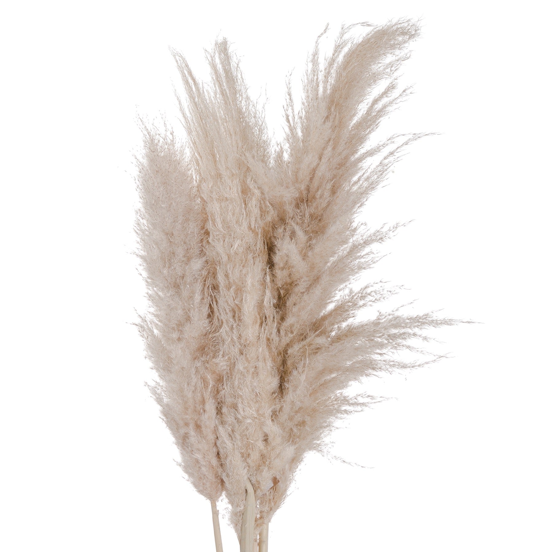 Pampas Grass - Available in Cream or Butter