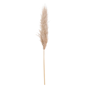 Pampas Grass - Available in Cream or Butter