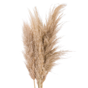 Pampas Grass - Available in Cream or Butter