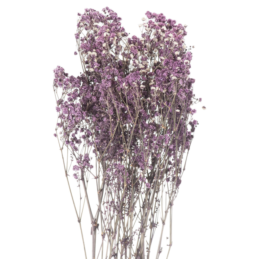 Dried Babys Breath Bunch - Purple,Pink or White Available