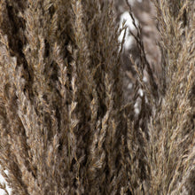 Load image into Gallery viewer, Natural Pampas Grass Stem
