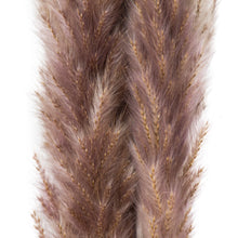 Load image into Gallery viewer, Mini Natural Pampas Grass Bunch of 15
