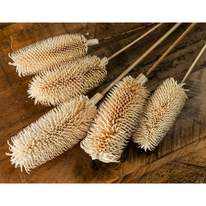 Bouquet Of Dried Tall Thistle